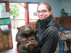 Hilary, meet wombat.  Wombat, meet camera.  Thus begins our bus tour of Australian wildlife...