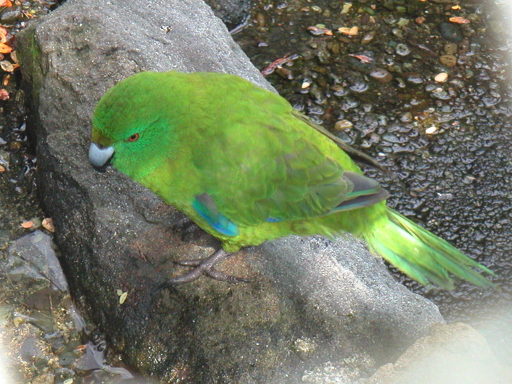 At a nearby wildlife sanctuary they had all sorts of amazing native endangered birds, like this green parakeet.