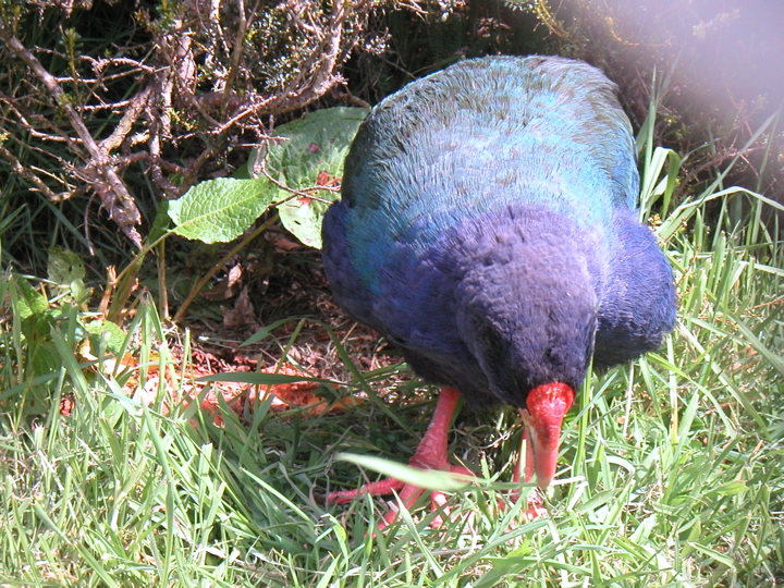 This Takahe is one of only about 200 surviving anywhere on earth!  They are so tame, and walk around write next to the fence.