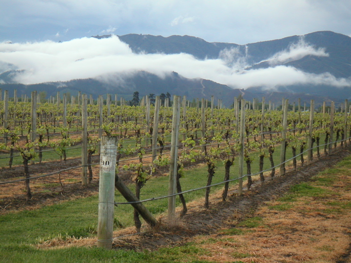 There are lots of vinyards in New Zealand, and this one looked particularly photogenic.