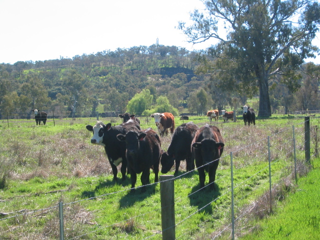 Hehe, so we figured no trip would be complete without a little trespassing through cow pastures.  Moo to you too.