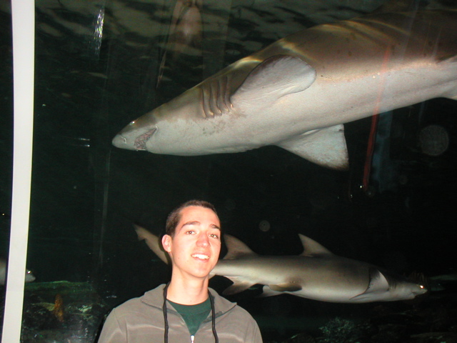 Robin and some sharks in the Sydney Aquarium!  The "oceanarium" tank was the coolest part of the aquarium; you could walk through glass tubes and see all manner of sharks and other large ocean dwellers.