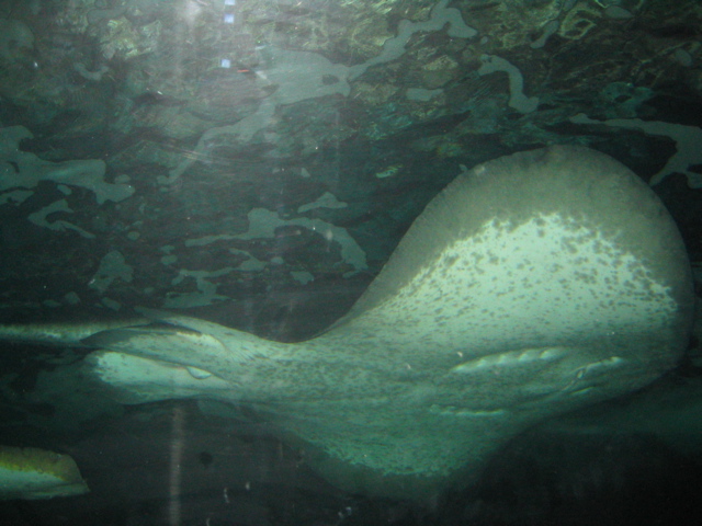 ...including this absolutely gigantic sting ray.