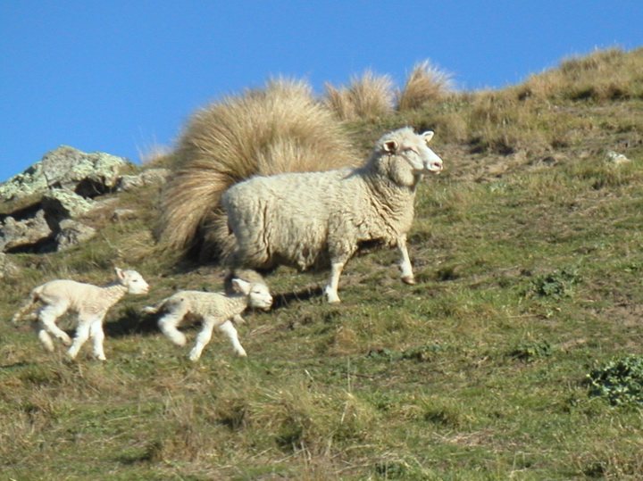 At some point we abandoned the trail and trekked up through sheep pastures.  Check out the baby sheep!!