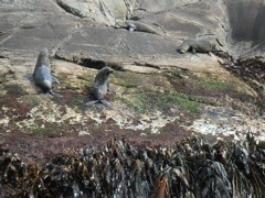 When we arrived at the end of the fiord, we found a whole colony of sea lions!  Click the picture for a movie of them!