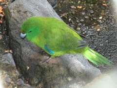At a nearby wildlife sanctuary they had all sorts of amazing native endangered birds, like this green parakeet.