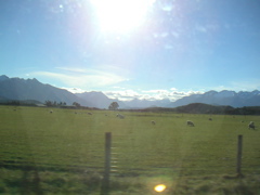 ... and the shuttle back to Te Anau via the ubiquitous NZ sheep farms. :)