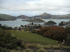 Finally, the view from above Port Chalmers out across to Otago Peninsula.  The upshot from our field trip was that the lumpy islands in the middle used to be the center of a large volcano.   10 million years of erosion and sea level change turned it into this harbour.
