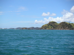 The next day I took a "Kiwi Experience" bus up to the Bay of Islands, North of Auckland.  When I got there I went on a dolphin-watching cruise around the bay.