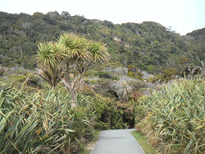 Two cool NZ plants: flax on the sides of the path, and taller on the left, my favorite, a cabbage tree :)